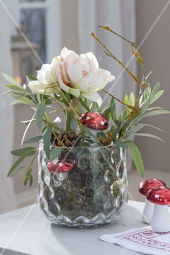 Amaryllis Im Glas Mit Moos hippeastrum amaryllis ohne erde im glas mit moos Amaryllis Im Glas Mit Moos hippeastrum amaryllis ohne erde im glas mit moos