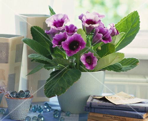 Gloxinie (tropische Zimmerpflanze mit violetten Blüten) Bild kaufen