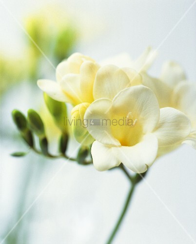 White freesias closeup – living4media