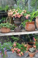 Immagine N°: 14321509