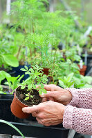 Immagine N°: 14321515