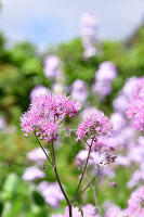 Immagine N°: 14321533