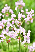 Immagine N°: 14321535