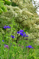 Immagine N°: 14321543