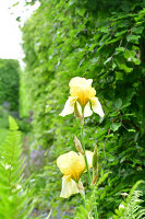 Immagine N°: 14321545