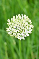 Immagine N°: 14321547