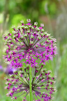 Immagine N°: 14321549