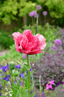 Immagine N°: 14321561