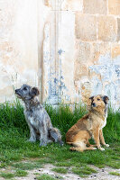 Immagine N°: 14404549