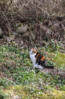 Zdjęcie numer: 14414071