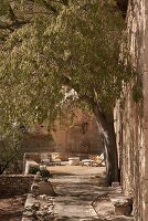 Immagine N°: 14416819