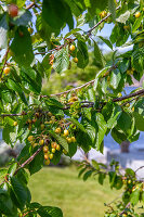 N° de l'image 14500319