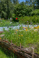 Immagine N°: 14509785