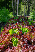 Immagine N°: 14509791