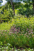 Immagine N°: 14509793