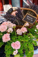 Immagine N°: 14509801