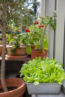 Immagine N°: 14509833