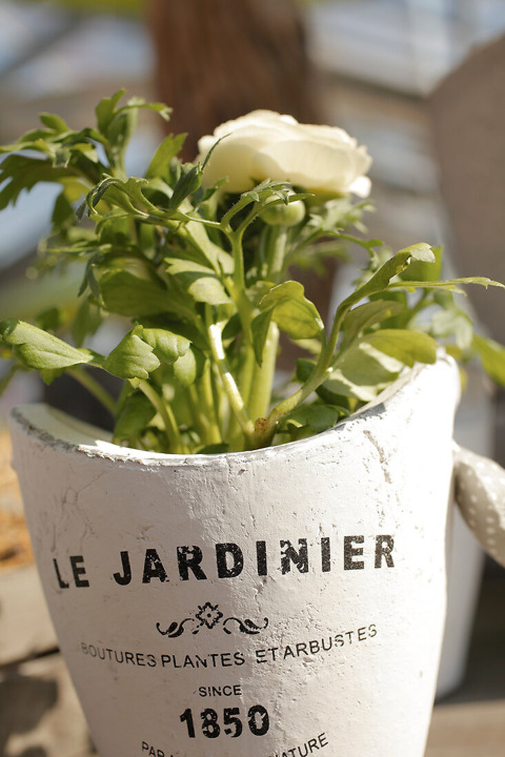 Wohnen im Gewächshaus – Features kaufen – 11370127 living4media