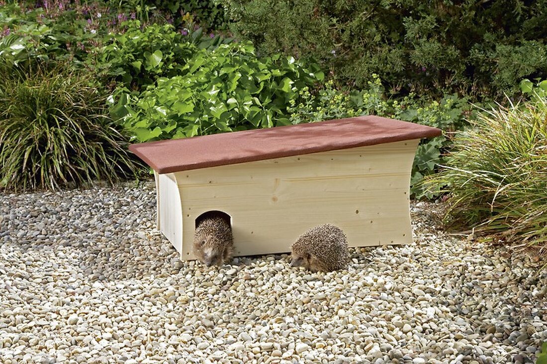 Hedgehog Sanctuary
