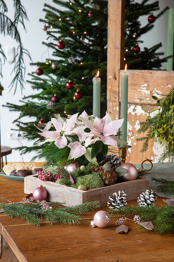 Colourful Christmas Poinsettias