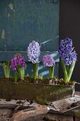 Happy Hyacinths!