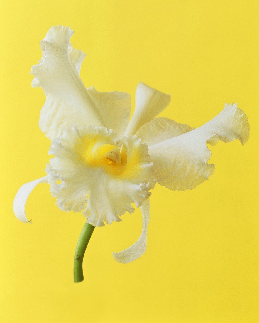weiße Orchideenblüte (Cattleya)