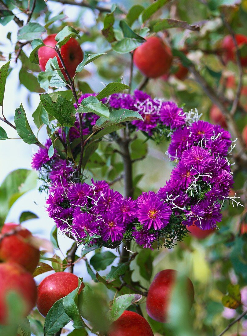 Wreath of purple asters hanging on an apple bough