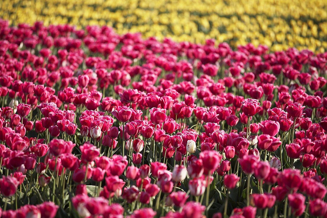 A tulip field