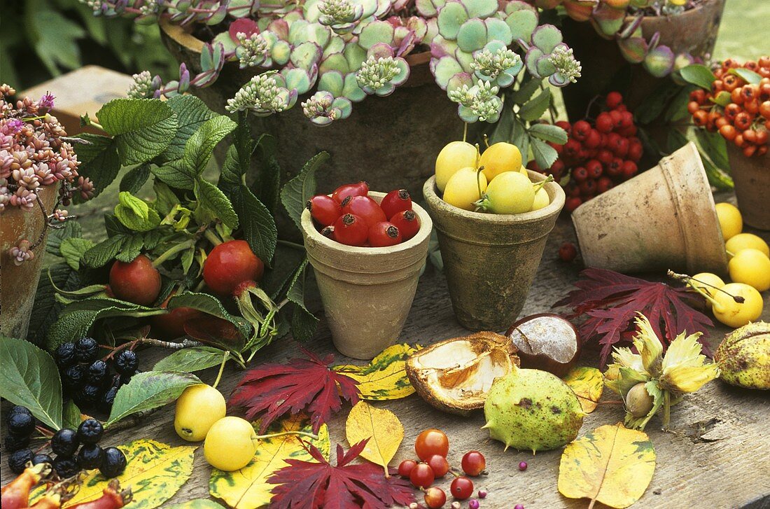 Herbststillleben mit Fetthenne, Beeren und Nüssen