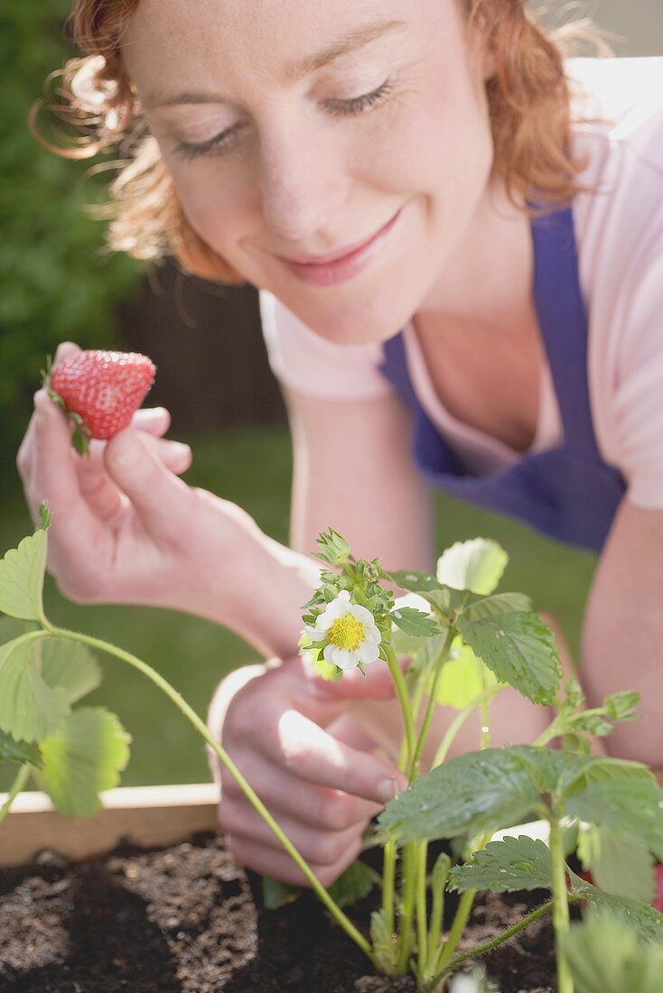 Tending young strawberry plants