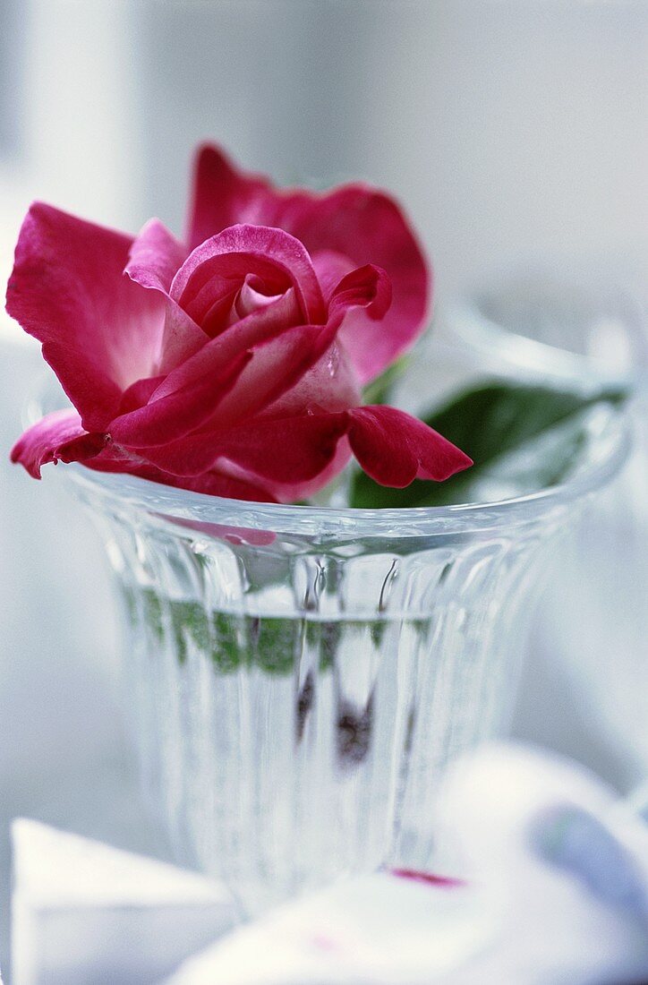 A rose in a glass