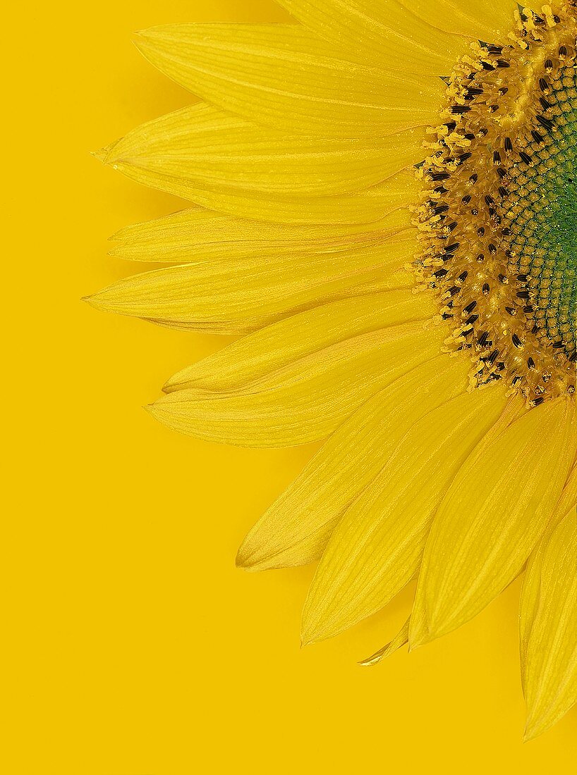 Eine Sonnenblume vor gelbem Hintergrund