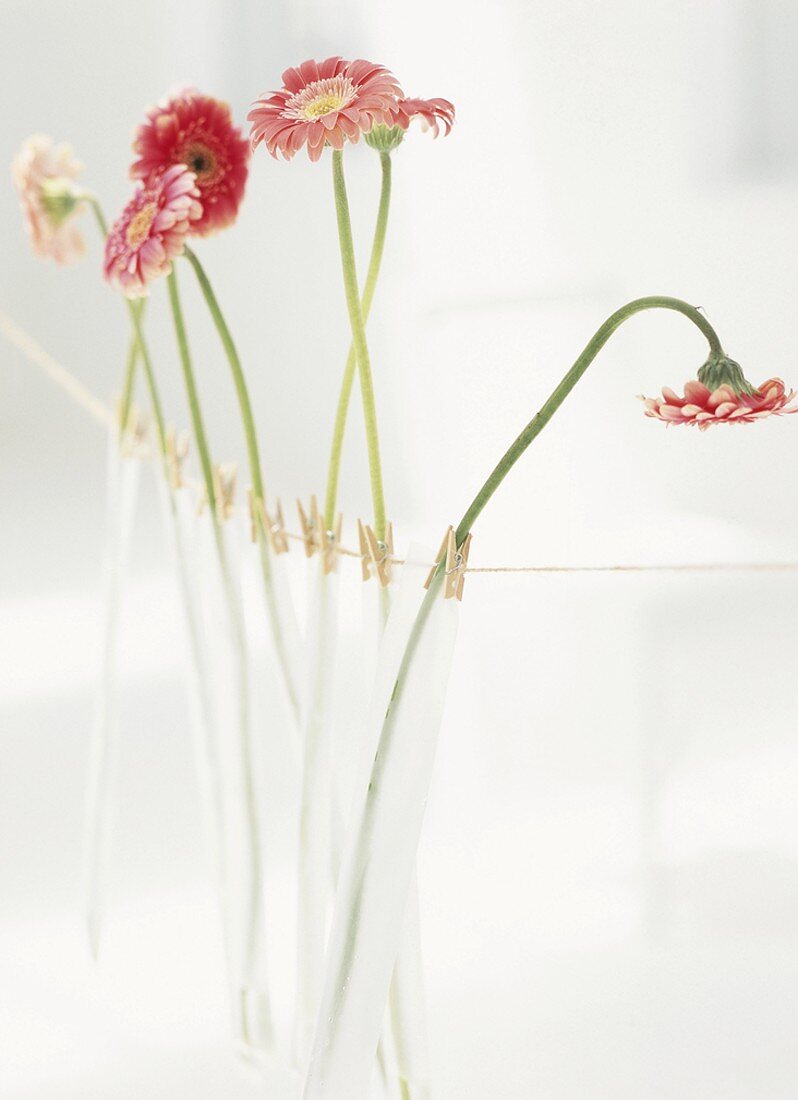 Gerbera daisies in test tubes hanging on cord