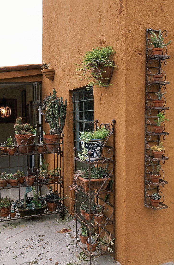 Shelves of potted plants on sand-coloured house walls