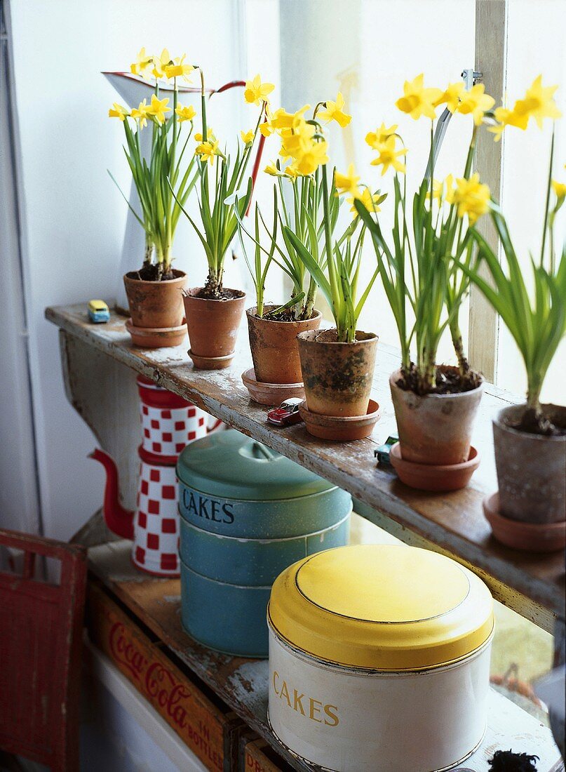 Narcissus on shelf