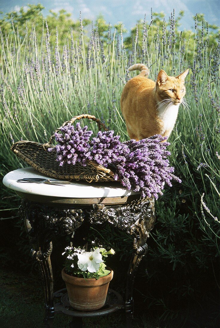 Cat next to basket of lavender