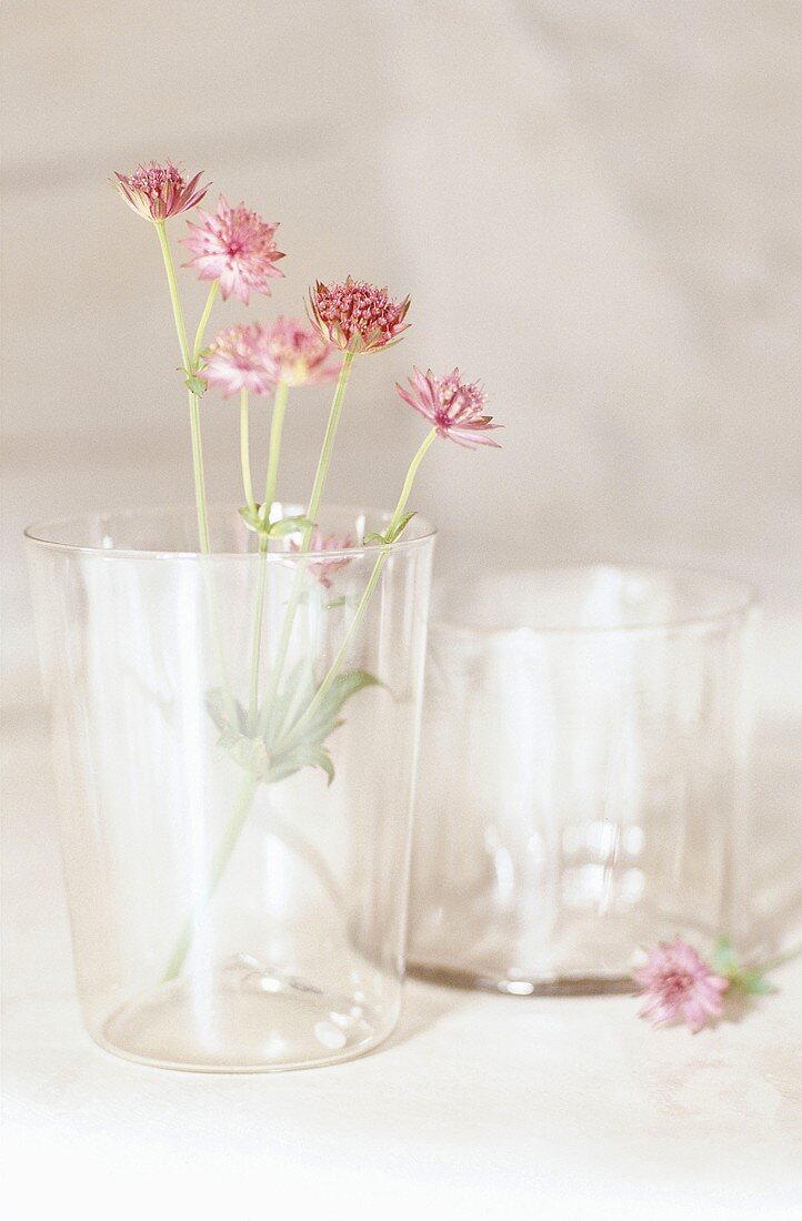 Blumen im Glas