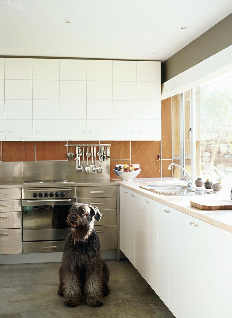 Hund in der Küche