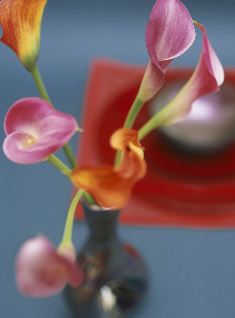 Calla lilies in vase