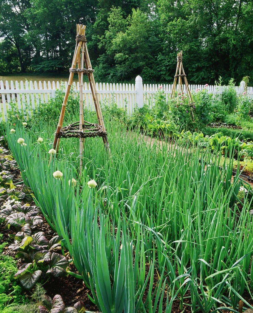 Onions in a vegetable garden