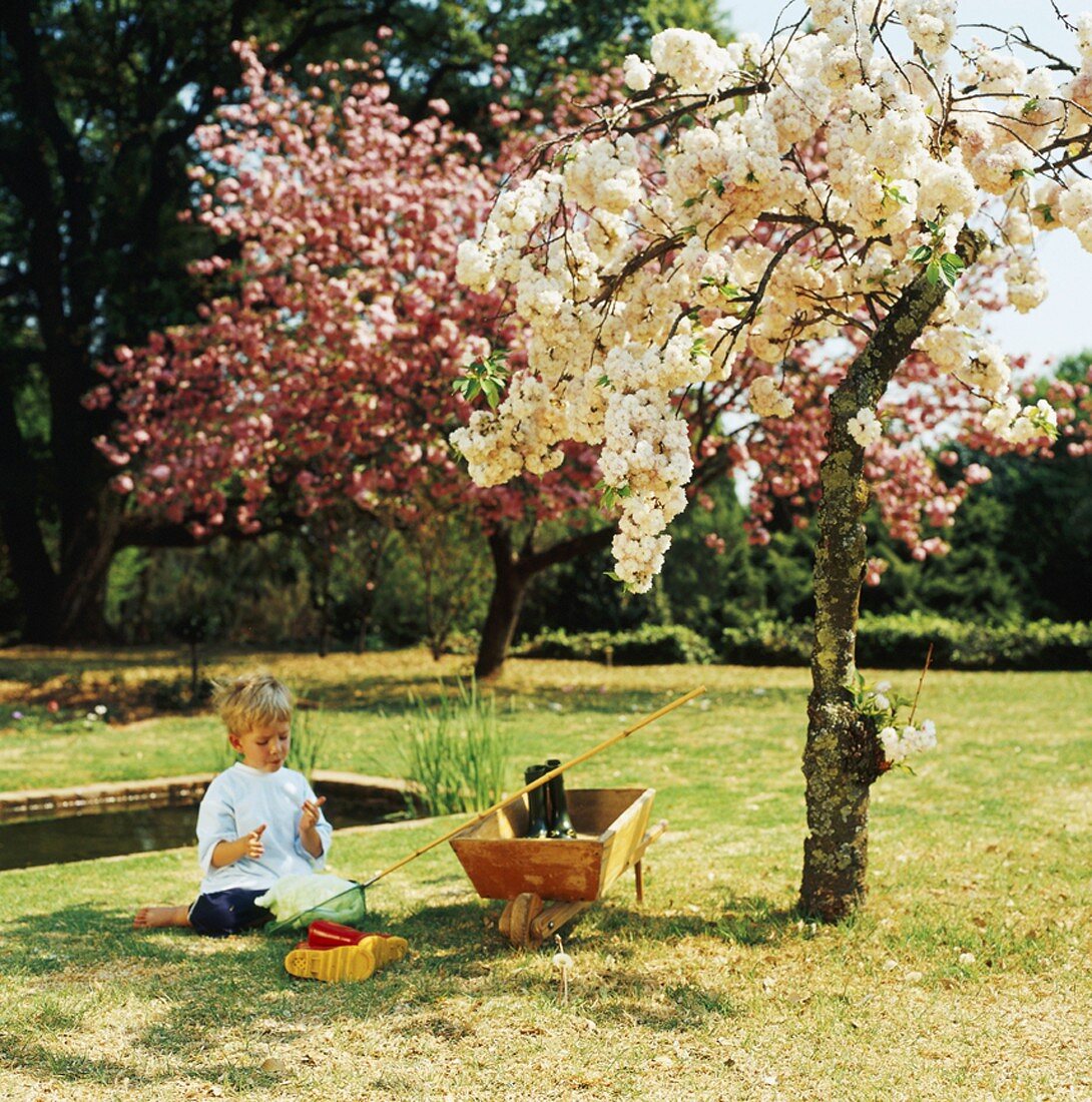 Little boy playing in garden under flowering tree