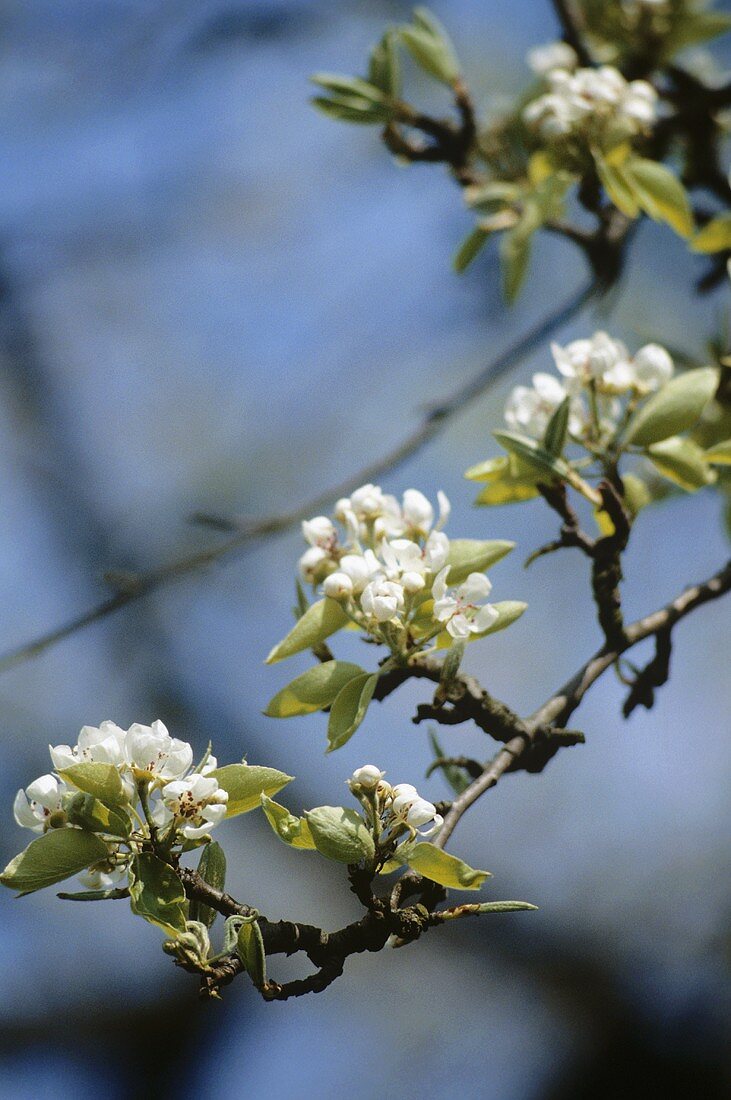 Pear blossom on the branch