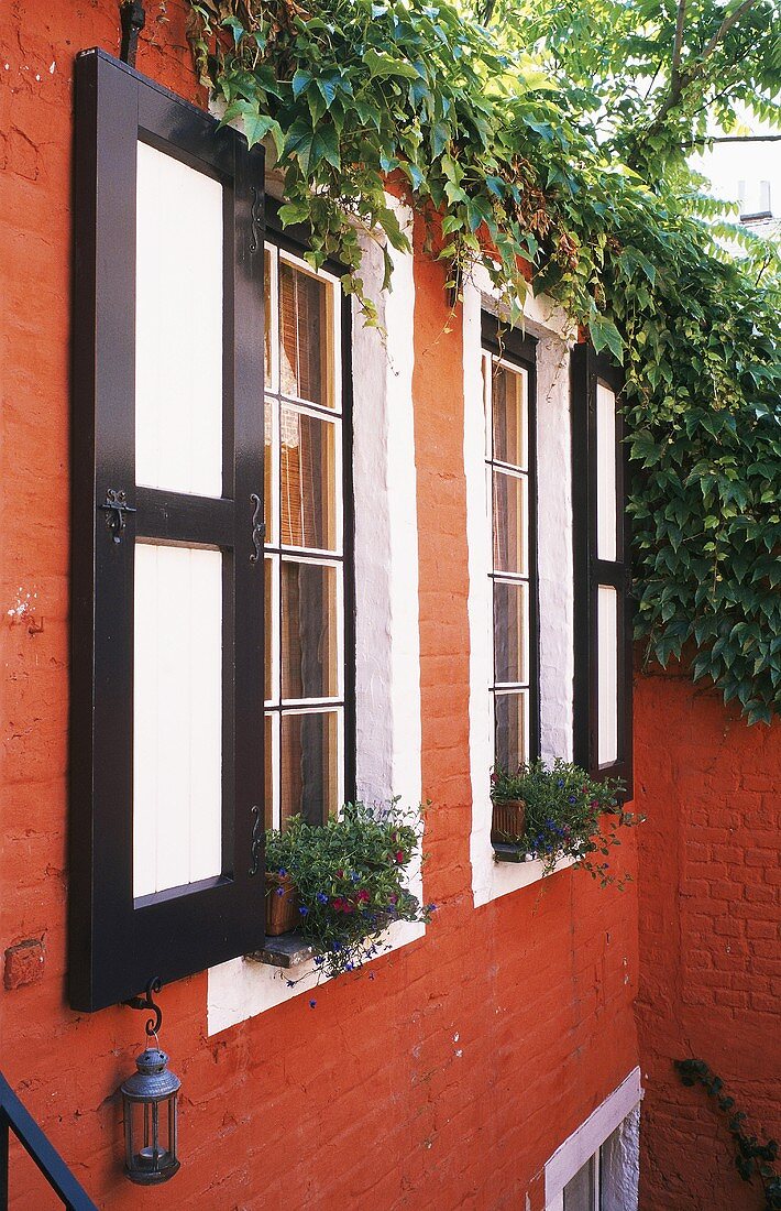 Efeu berankt die rote Backsteinfassade eines Wohnhauses mit schwarzweissen Fensterläden