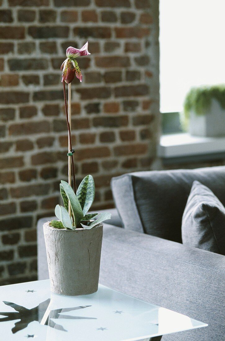 Eine Topfpflanze im grauen Blumentopf vor einer Backsteinwand