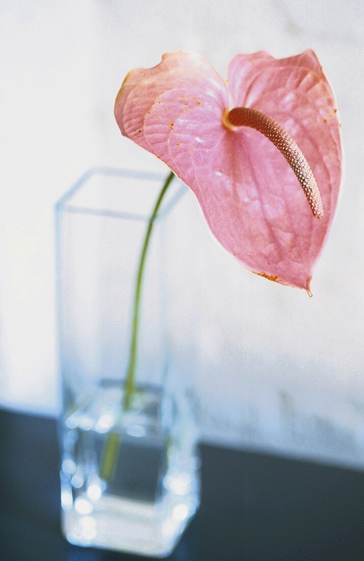 Flamingo flower
