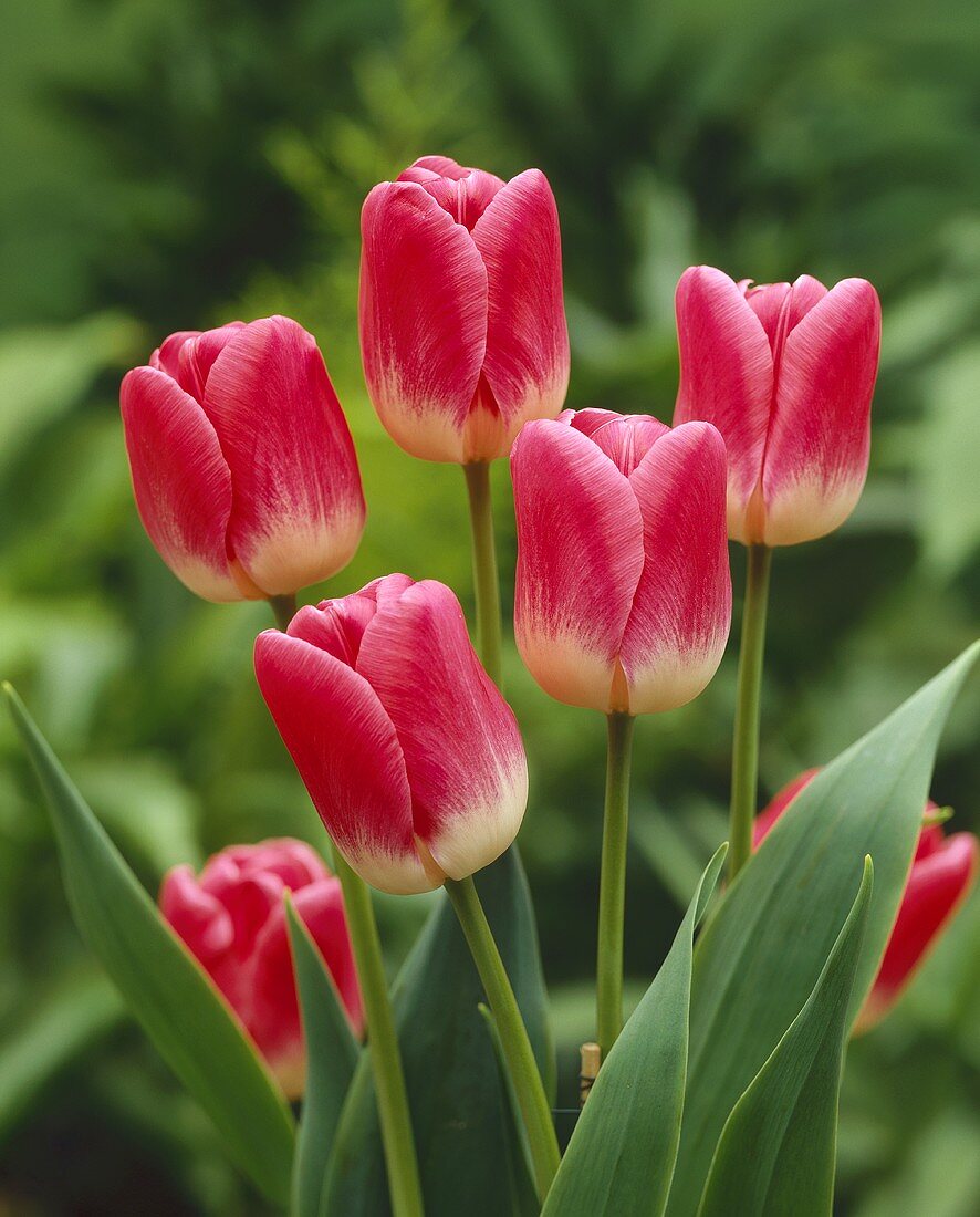 Triumph tulips, variety 'Rosario'