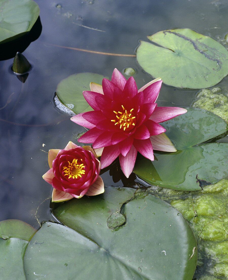 Two water lilies in water