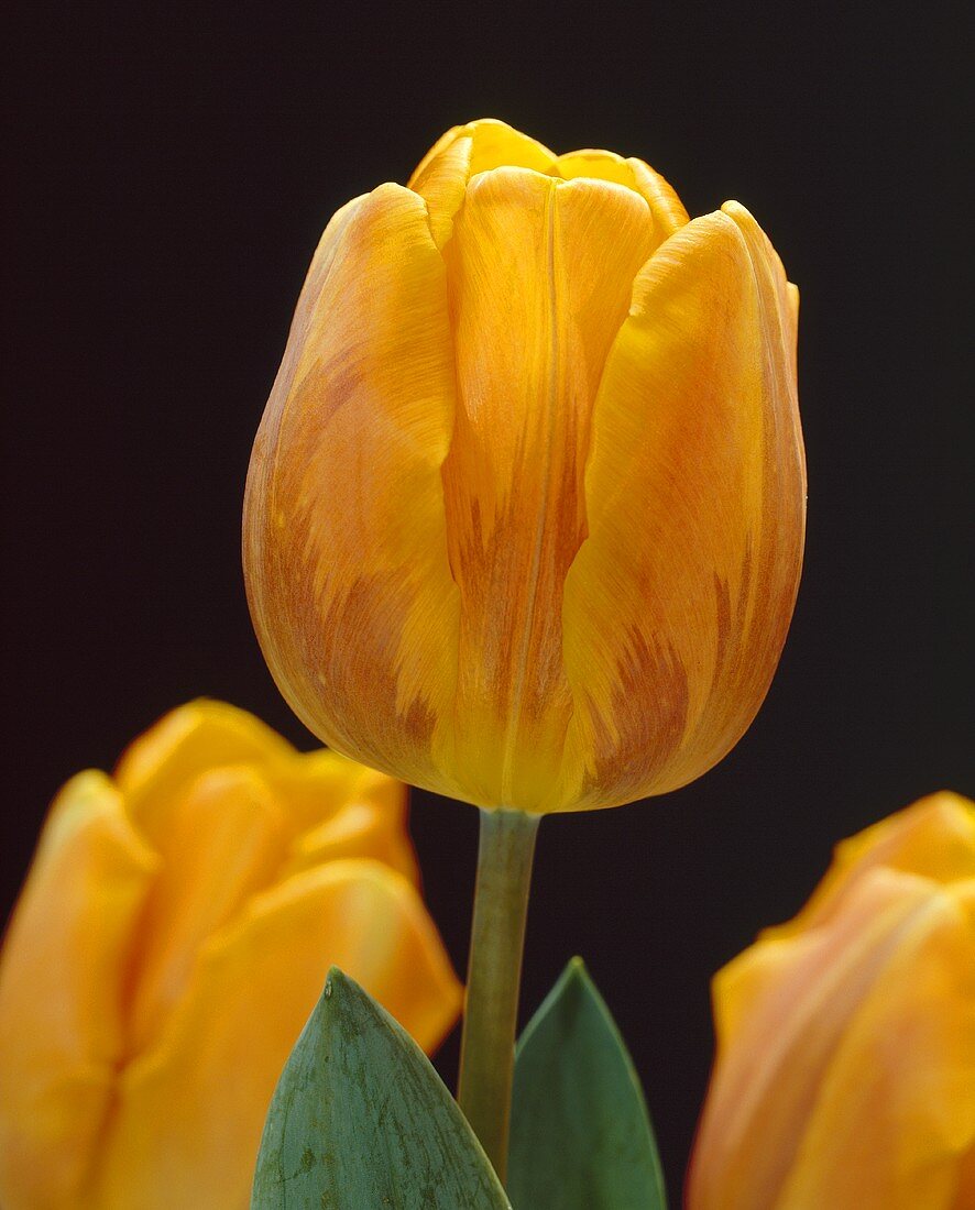 Tulpen der Sorte Princess Irene vor schwarzem Hintergrund