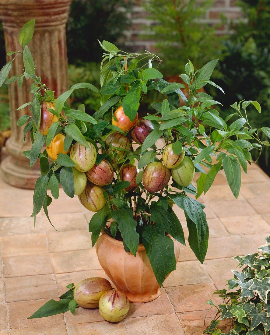 Pepinopflanze im Terracottatopf mit Früchten (Solanum muricatum)
