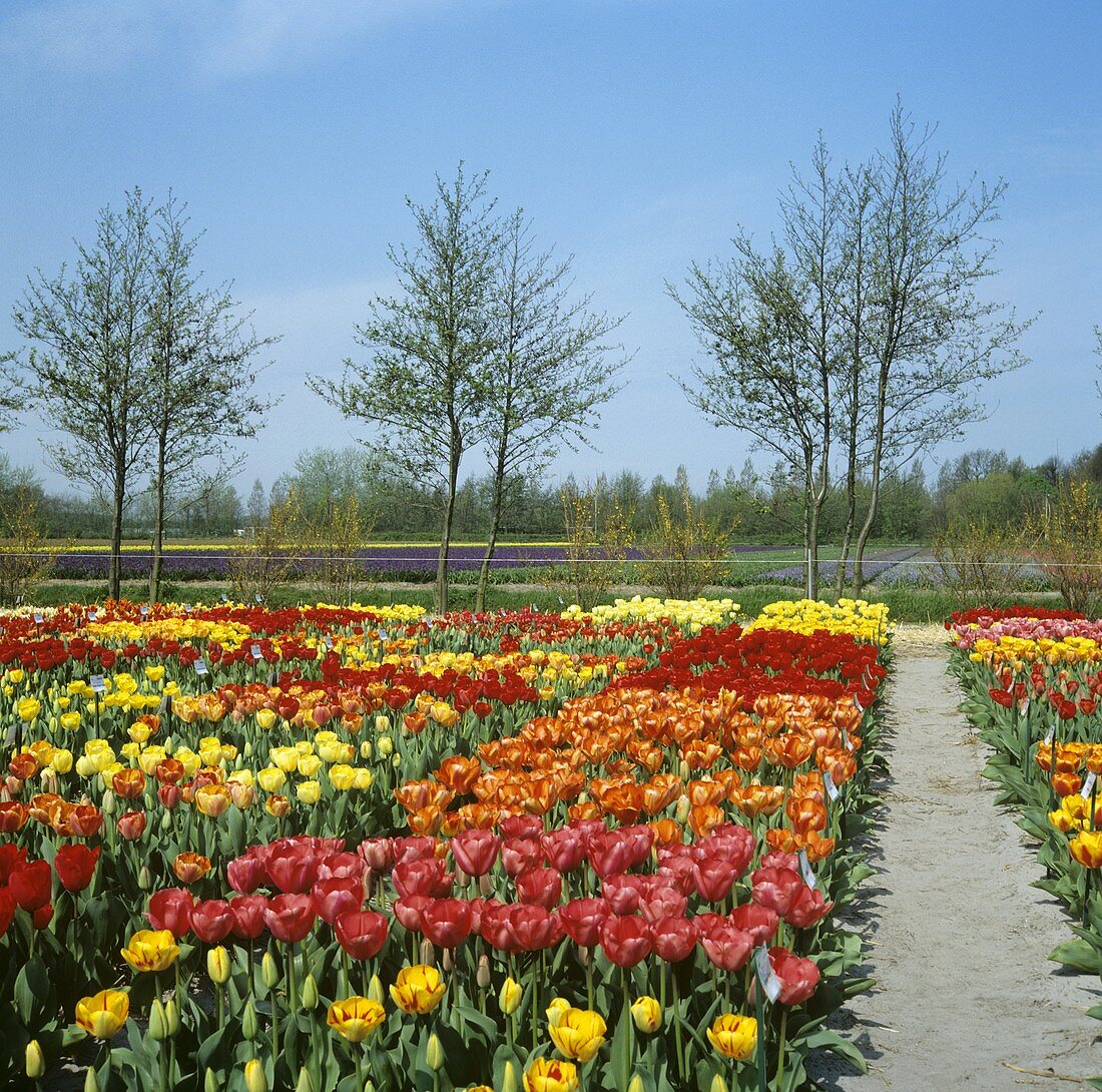 Tulpenfelder, im Hintergrund weitere Blumenfelder